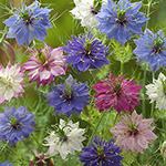 049-fzz775-s1.jpg?202602031613