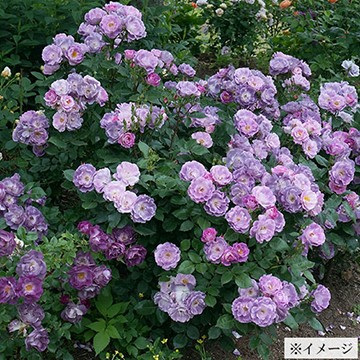 バラ・ブルー フォー ユー| 種・苗・ガーデニング用品の【タキイネット