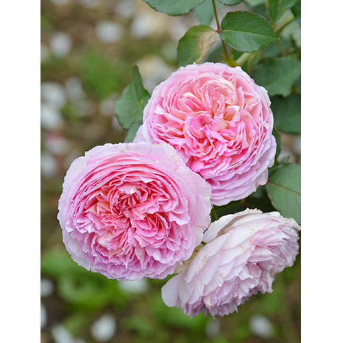 バラ トロイメライ 種 苗 ガーデニング用品の タキイネット通販