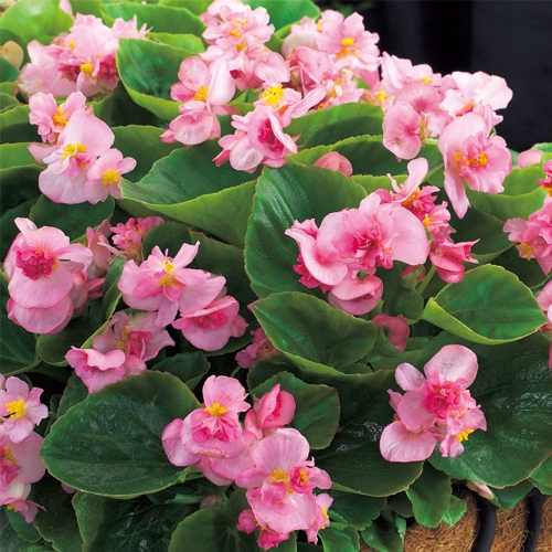 ベゴニア F1フィオナ ピンク