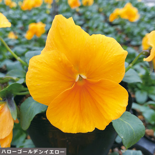 宿根ビオラ６種 セット 種 苗 ガーデニング用品の タキイネット通販