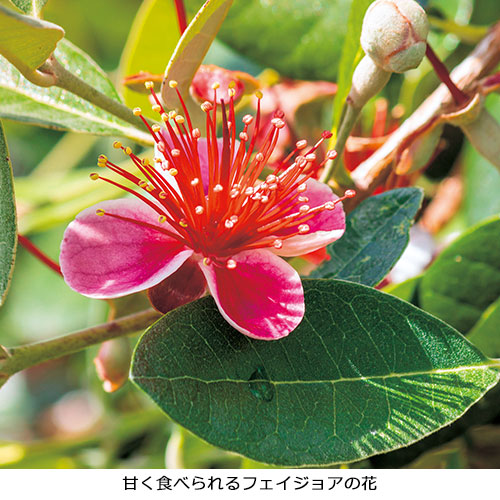 フェイジョア 超希少 ゴールデングース 苗