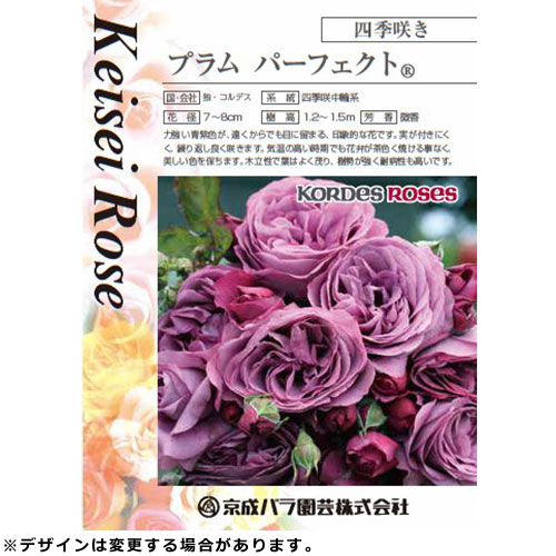 薔薇苗　四季咲き　プラムパーフェクト❤️ ⑧ プラム パーフェクト 大苗(4.5号角鉢)｜【京成バラ園】バラの通販