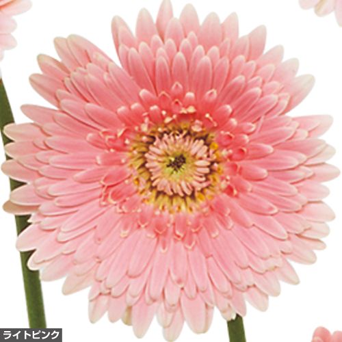 宿根ガーベラ ガルビネア マジェスティック4種 セット 種 苗 ガーデニング用品の タキイネット通販