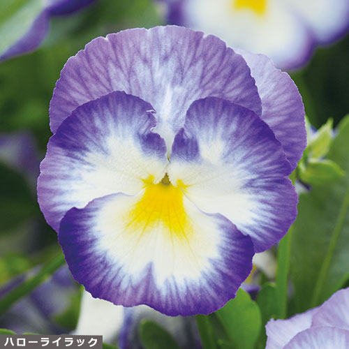 宿根ビオラ６種 セット 種 苗 ガーデニング用品の タキイネット通販