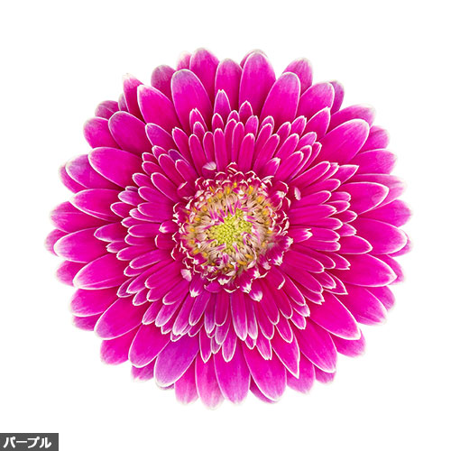 宿根ガーベラ ガルビネア マジェスティック4種 セット 種 苗 ガーデニング用品の タキイネット通販