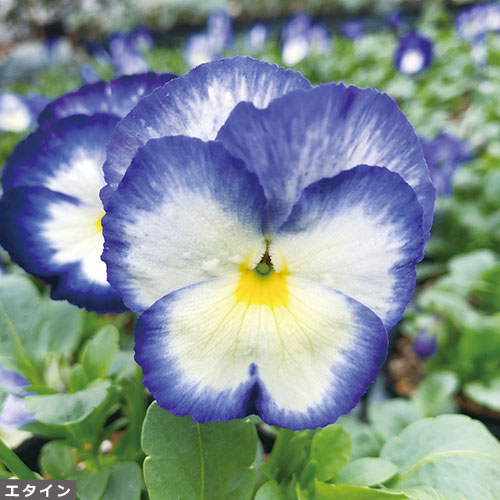 宿根ビオラ６種 セット 種 苗 ガーデニング用品の タキイネット通販