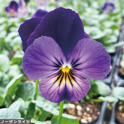 宿根ビオラ６種 セット 種 苗 ガーデニング用品の タキイネット通販