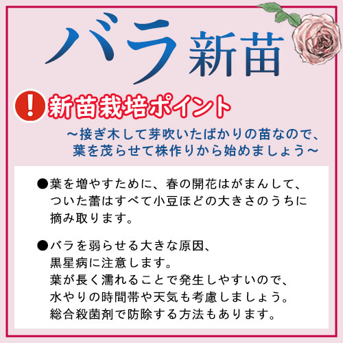 バラ スマイル ハニー ローズ くまのプーさん 種 苗 ガーデニング用品の タキイネット通販 バラ スマイル ハニー ローズ くまのプーさん 種 苗 ガーデニング用品の タキイネット通販
