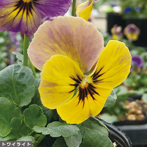 宿根ビオラ６種 セット 種 苗 ガーデニング用品の タキイネット通販