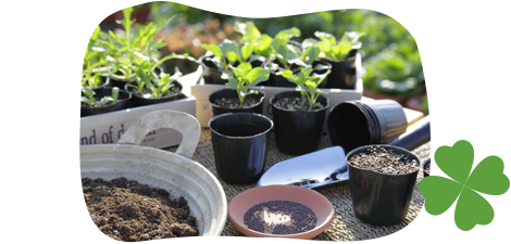 植物をタネから育てるときの基本的な３つのステップをご紹介 How To タネまき タキイのグリーンノベルティ