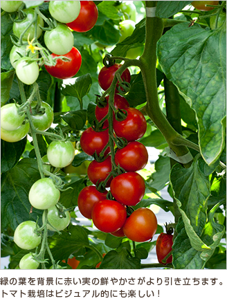 今年のトマトはどれを作る 種 苗 球根 ガーデニング用品 農業資材の通販サイト タキイネット通販