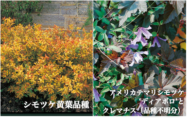 宿根草と球根のgarden Design Vol 9 クレマチス タキイネット通販