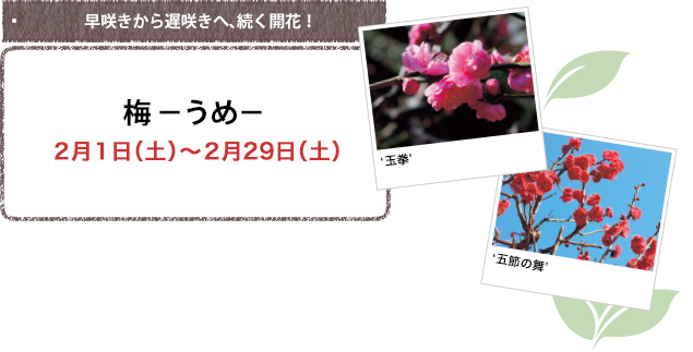 早咲きから遅咲きへ、続く開花!梅 -うめ- 2月1日(土)~2月29日(土)