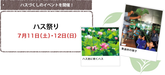 ハスづくしのイベントを開催! ハス祭り 7月11日(土)・12日(日)