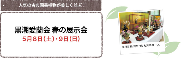 人気の古典園芸植物が美しく並ぶ! 黒潮愛蘭会 春の展示会5月8日(土)・9日(日)