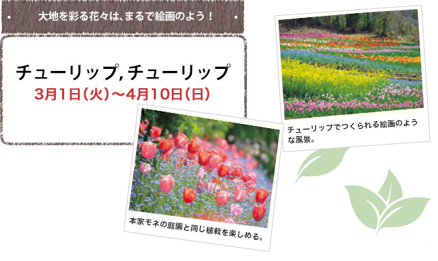 タキイ友の会 植物園情報 種 苗 球根 ガーデニング用品 農業資材の通販サイト タキイネット通販