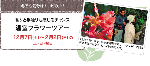 香りと手触りも感じるチャンス 温室フラワーツアー 12月7日（土）〜2月2日（日）の土・日・祝日