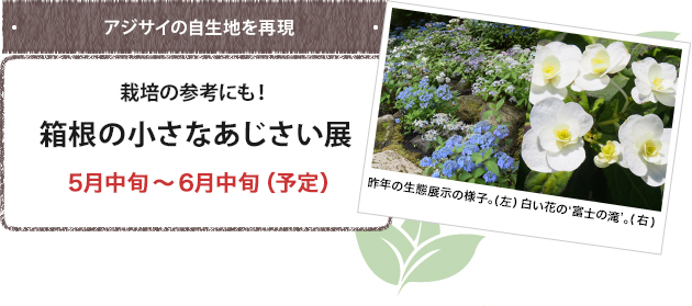 栽培の参考にも！箱根の小さなあじさい展 5月中旬～6月中旬（予定）