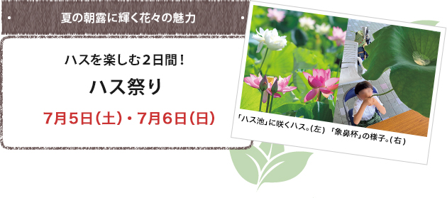 ハスを楽しむ２日間！ハス祭り ７月５日（土）・７月６日（日）