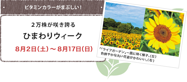 ひまわりウィーク 8月2日(土)~8月17日(日)