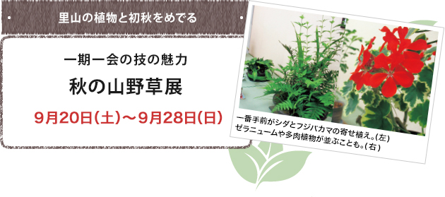 秋の山野草展 ９月20日（土）～９月28日（日）