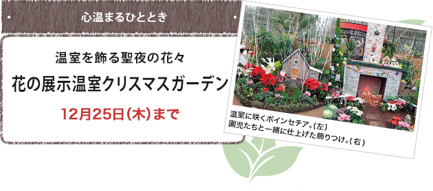 温室を飾る聖夜の花々 花の展示温室クリスマスガーデン 12月25日（木）まで