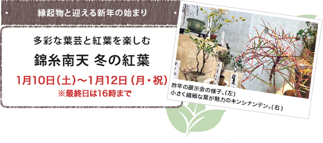 多彩な葉芸と紅葉を楽しむ 錦糸南天　冬の紅葉 1月10日（土）～１月12日（月・祝）