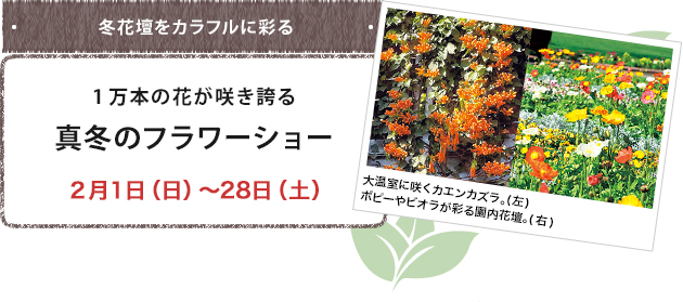 1万本の花が咲き誇る真冬のフラワーショー２月１日（日）～28日（土）
