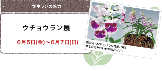 野生ランの魅力 ウチョウラン展 ６月５日(金)～６月７日(日)