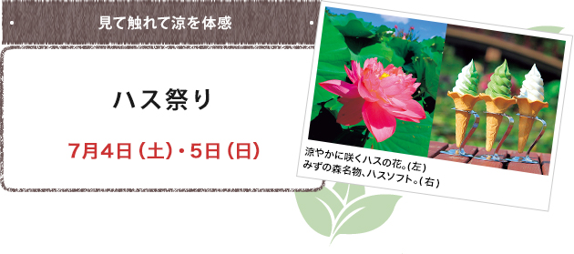 見て触れて涼を体感 ハス祭り ７月４日（土）・５日（日）