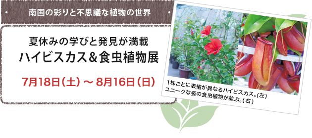 夏休みの学びと発見が満載 ハイビスカス＆食虫植物展 7月18日（土）～8月16日（日）