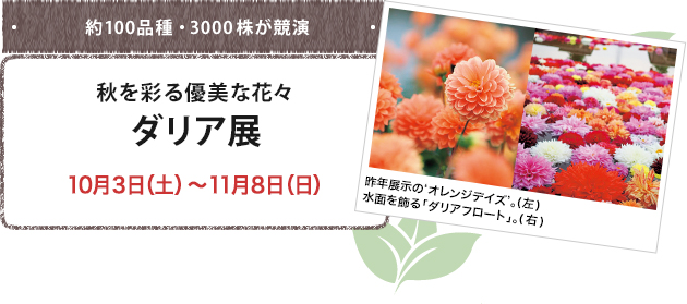 ダリア展 10月3日（土）～11月8日（日）