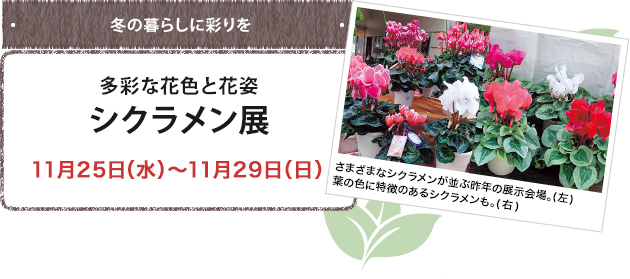 シクラメン展 11月25日（水）～11月29日（日）