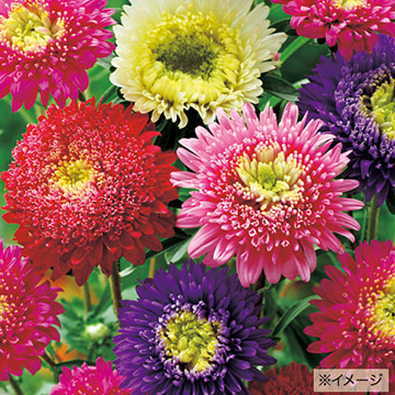 タキイの上手な花の栽培方法 育て方 タキイネット通販