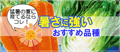 特選秋まき野菜種子 家庭菜園グッズ