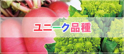 特選秋まき野菜種子 家庭菜園グッズ