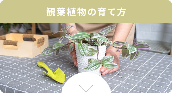 観葉植物の育て方