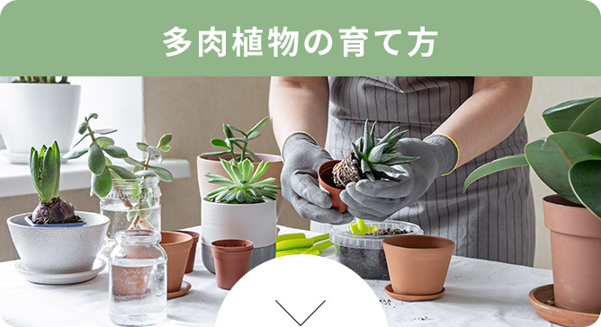 多肉植物の育て方