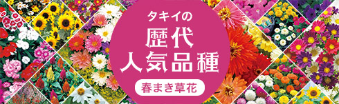 歴代人気品種 春まき草花