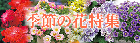 季節の花特集