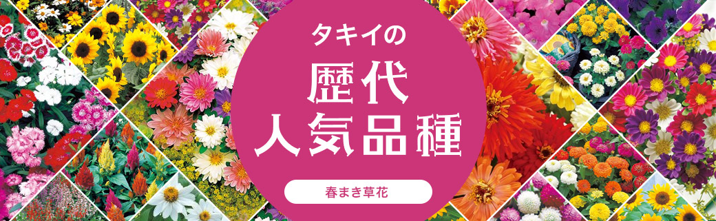 歴代人気品種 春まき草花