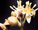 アボカドの花