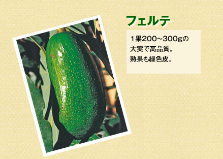 フェルテ 1果200～300gの大実で高品質。熟果も緑色皮。