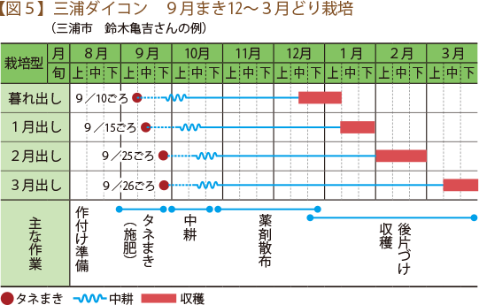 【図５】三浦ダイコン　９月まき12～３月どり栽培