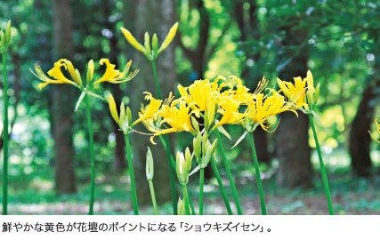 鮮やかな黄色が花壇のポイントになる「ショウキズイセン」。