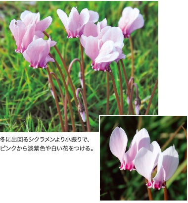 冬に出回るシクラメンより小振りで、ピンクから淡紫色や白い花をつける。