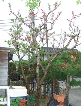 アーモンド クルミを育てよう 庭先で育てるおいしい果樹