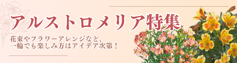 アルストロメリア一覧
