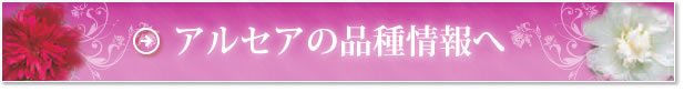 アルセアの栽培方法・使い方へ